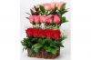 Rosas Escalonadas
