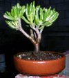 Suculenta Mini