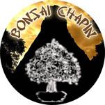 Bonsai Chapin