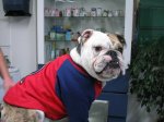 Ropa para Perros