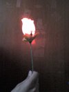 Flor con Luz