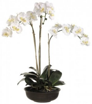 orquideas phalaenopsis