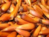 SEMILLAS ARAUCARIAS
