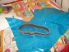 Correas Multicolores