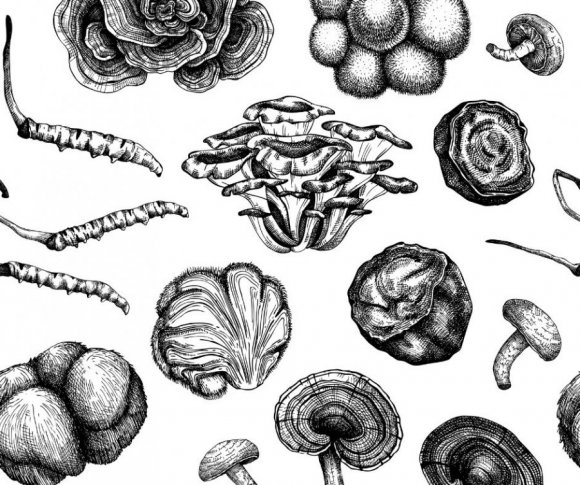 CÁPSULAS DEL ”EMPEROR'S MUSHROOM MIX”