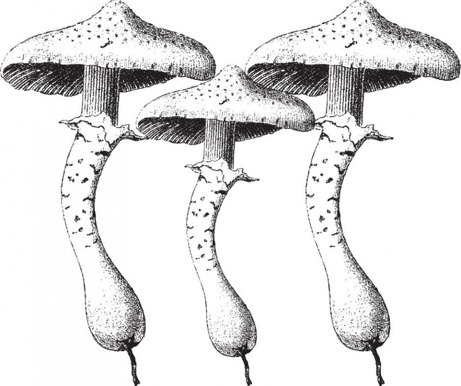 CÁPSULAS DE HIMEMATSUTAKE/ Agaricus blazai