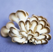 CÁPSULAS DE HIRATAKE/ Pleurotus ostreatus
