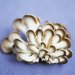 HIRATAKE/  Pleurotus ostreatus