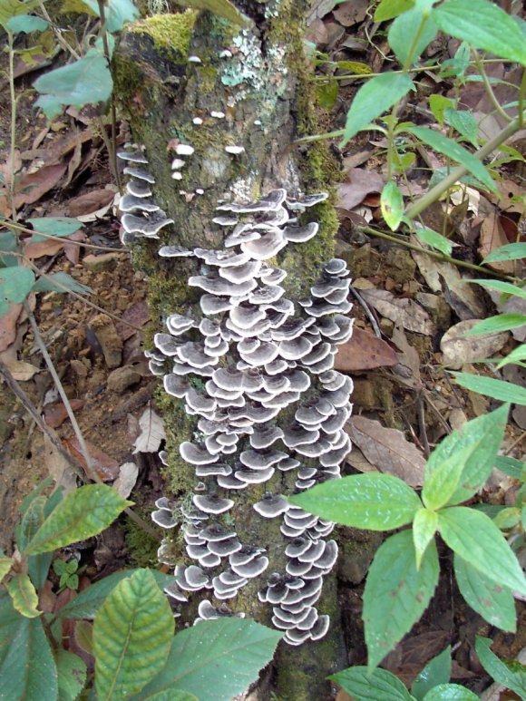 CÀPSULAS DE KAWARATAKE / Trametes versicolor