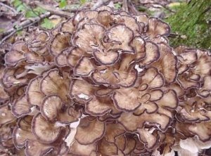 MAITAKE HONGOS ENTEROS / SECOS
