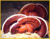HONGOS REISHI SECOS EN REBANADAS