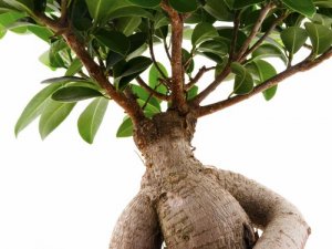 POLVO DE RAÍZ DE ASHWAGANDHA