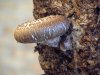 TE DE SHIITAKE