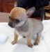 Chihuahuas cachorros