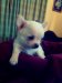 Chihuahuas Cachorros