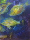 Rafael Trinidad-Peces en el fondo del mar