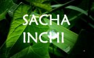 SACHA INCHI