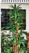 Dracena Warneki