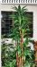 Dracena Warneki