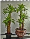 Arbol de Helecho