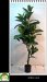 Arbol Hule
