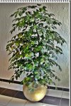 Arbol Ficus