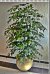 Arbol Ficus