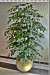 Arbol Ficus